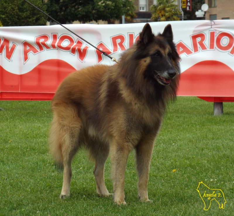 CHCEPPB.CHE.Kent  D�Aquivelt EXC 2 Campeones machos y RCCPB